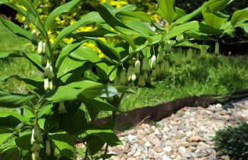 Apartamenty Pod Uwalonym Dębem - Foto 22