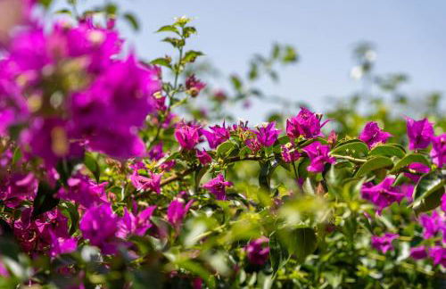 The perfect place in the south - Foto 11