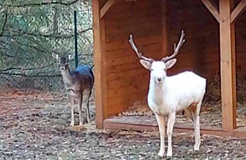 Zacisze Jurajskie - Foto 43