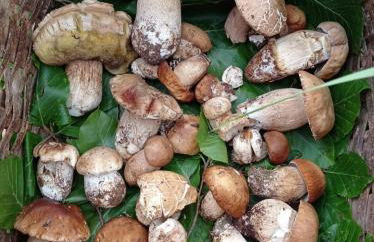 Ficarazzi - Photo 23