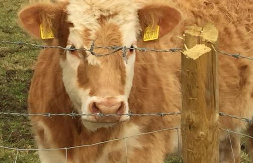 Pea Cottage - Foto 22