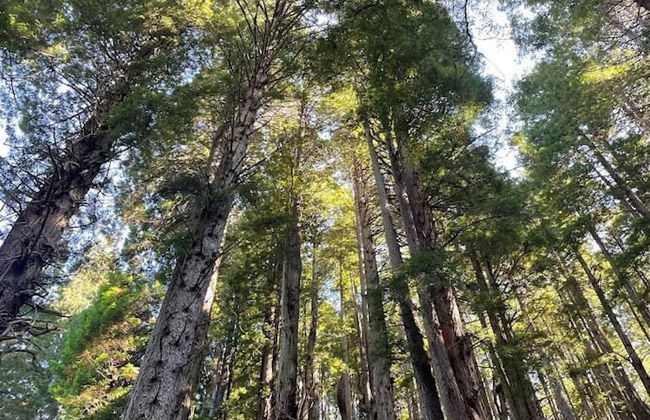 Oceanview Cabin 22 w Jacuzzi Wonderful View - Foto 20