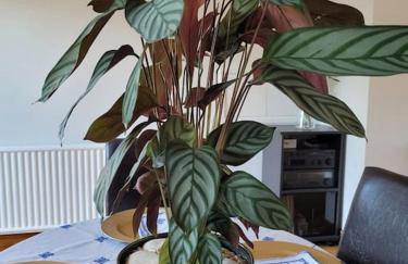 Spacious 5 Bedroom 11 Guest Family House in Horsham - Photo 36