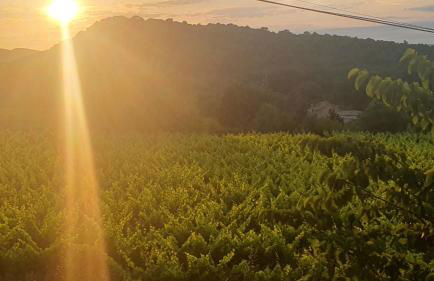 Mas des Pelissiers Chambre & Table d'hote - Foto 14