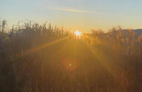 Apartament Buldog - Foto 7