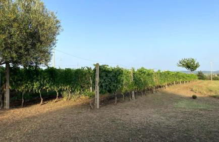 Agriturismo Uliveto Gretacci - Foto 18