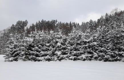 Smrekowa Chatka w Milówce - Foto 56