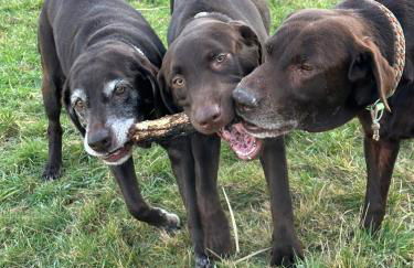 Ferienhaus Löwenherz - Foto 77