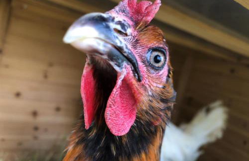 Large House On Farm With Own Heated Pool, As Seen On BBC TV - Photo 35