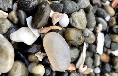 Nautilus Cove Cottage by Pebble Beach & Redwoods - Foto 19