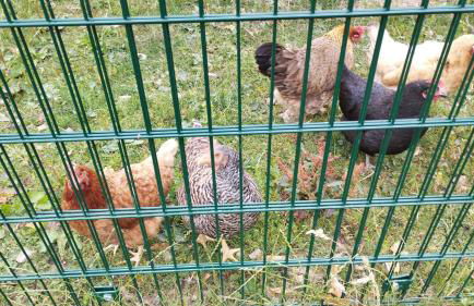 Ferienhaus Schilz - Foto 36