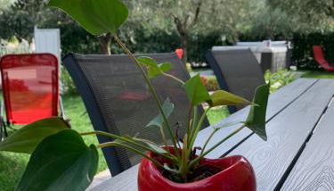 Villa Lori Apartments Garden and Beach - Foto 5