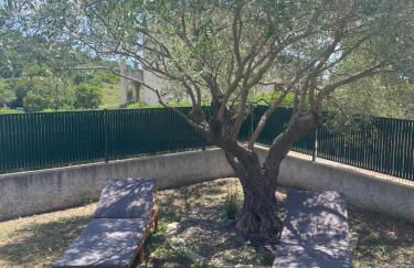 Les oliviers - Foto 12