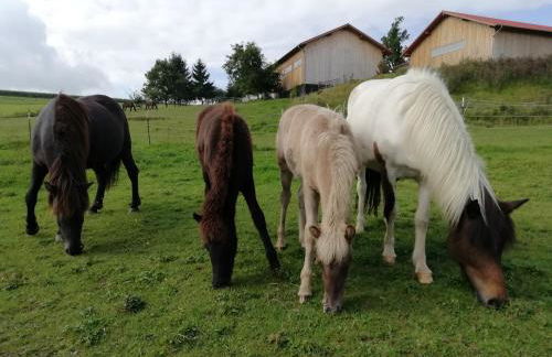 Ponyhof Adam Urlaub auf dem Bauernhof - Foto 38