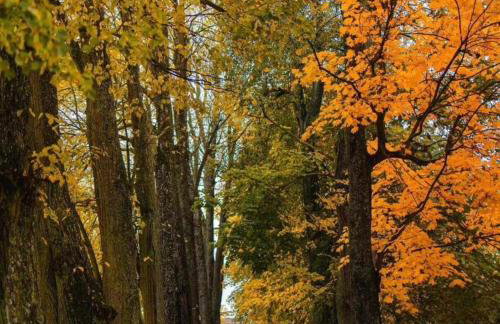 Dom na Mazurach Pilec- Apartament - Foto 10