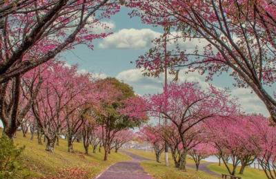 Apto aconchegante Centro Lago com 2 banheiros - Foto 28