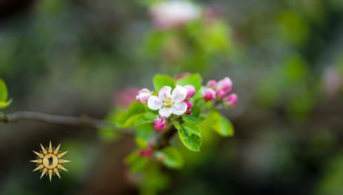 Soul River - Rifugio Zen sul Ruscello - Foto 4