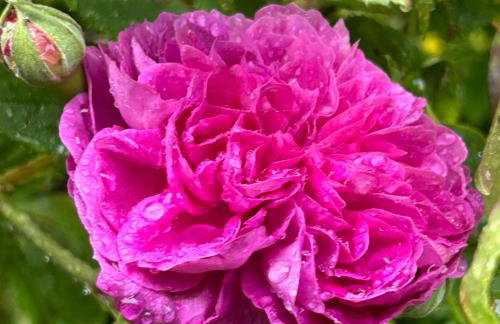 The Captain's House - Photo 25