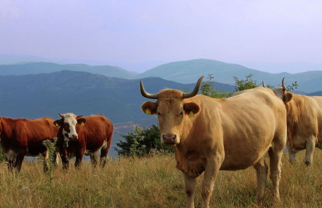 Spotlight Home of Corvara - Foto 38