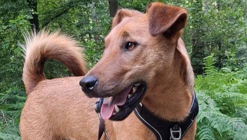 Ferienwohnung bei Schoones - Foto 2