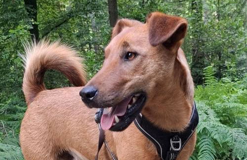 Ferienwohnung bei Schoones - Foto 2