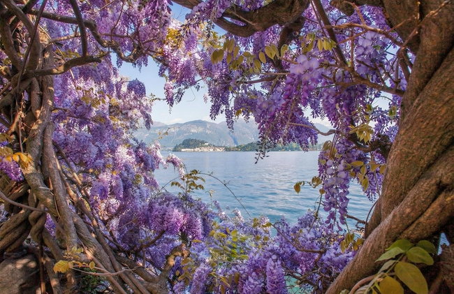 Nobiallo Fantastico - Foto 43