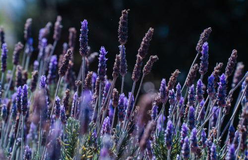 Vale da Cassiopeia - Foto 47