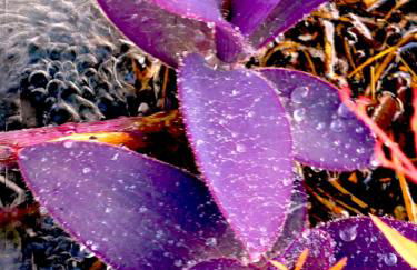 Il Poggio Delle Ginestre - Foto 57