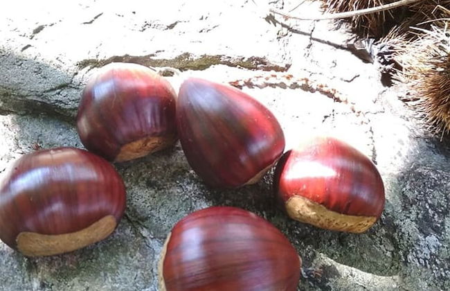 Villa Areti - A Cottage in Cretan Nature - Foto 17