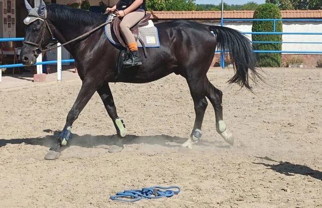 ESCUS HORSES - Foto 17