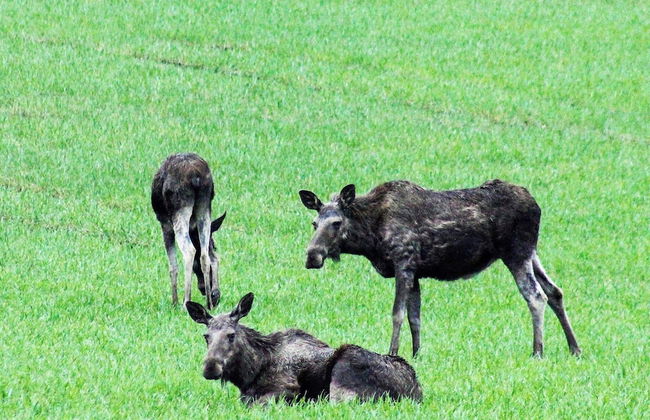 6 Person Holiday Home in Halden-by Traum - Foto 13