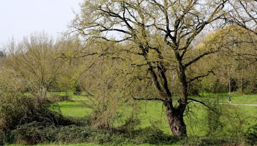 Danielle PICARDA - Photo 5, Garden