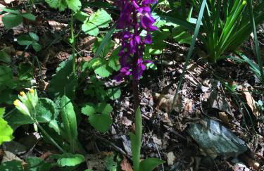 Les Bordes De Paloumières - Foto 45