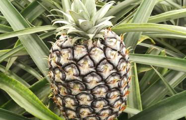 Pineapple Studio - Photo 47