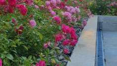 La Paudila - Foto 4, Garden