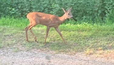 Maison à Saint Briac chez Delphine - Foto 3