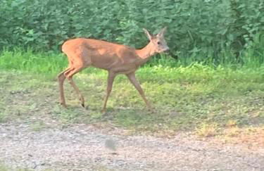 Maison à Saint Briac chez Delphine - Foto 3