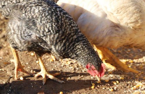 Casa do Quintalão - Foto 41