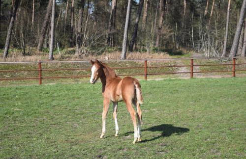 Ferienwohnung ISTERBERG - Foto 21