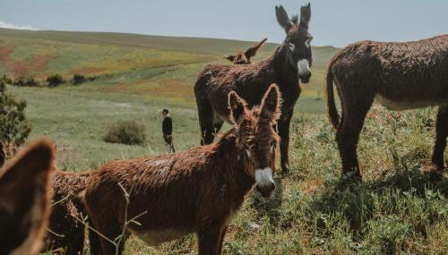 Antico Feudo San Giorgio - Foto 4