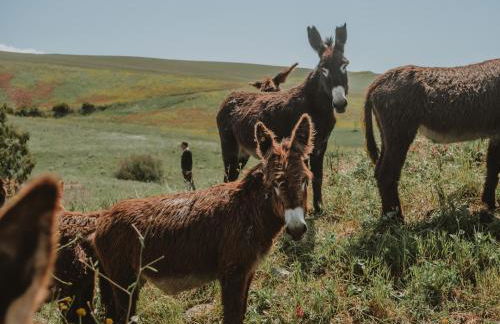 Antico Feudo San Giorgio - Foto 4