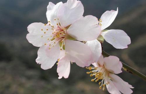 Casa do Tablado - Foz Côa - Foto 40