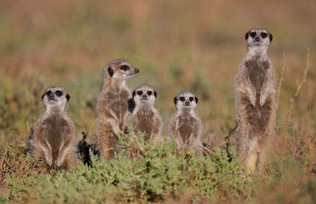 Ganora Guestfarm & Excursions - Foto 29