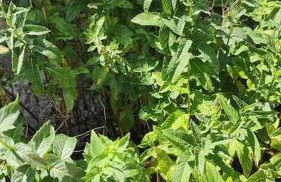 Maison familiale : charme & nature - Foto 25