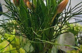 Viktoria Deluxe direkter Meerblick - Foto 6