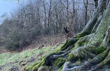 Foxhall Farm - Foto 48