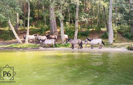 P6 Apartamenty - Foto 9