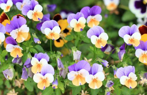 Casa Sant Angelo - Photo 65