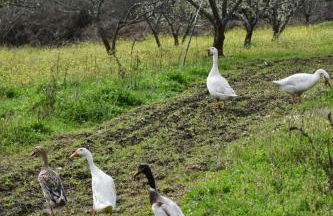 CR familiar PrimaVera Jarandilla de la Vera - Foto 36