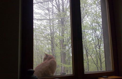 Casa nel bosco alle Macinaie - Foto 10